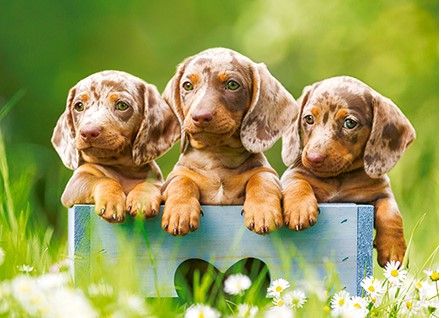 Пъзел Castorland от 100 части - Сладки кученца - Image 2